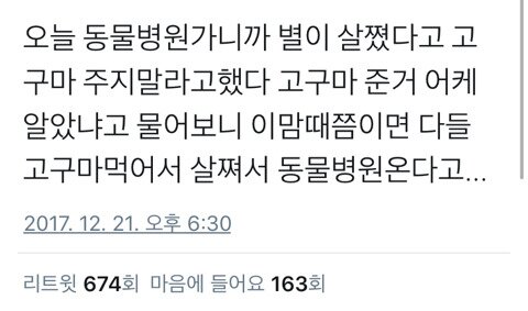 댕댕이에게 군고구마를 주면 안되는 이유