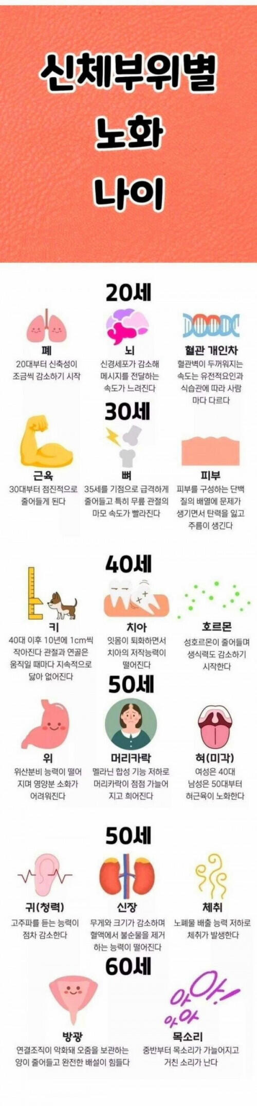 신체부위별 노화 나이