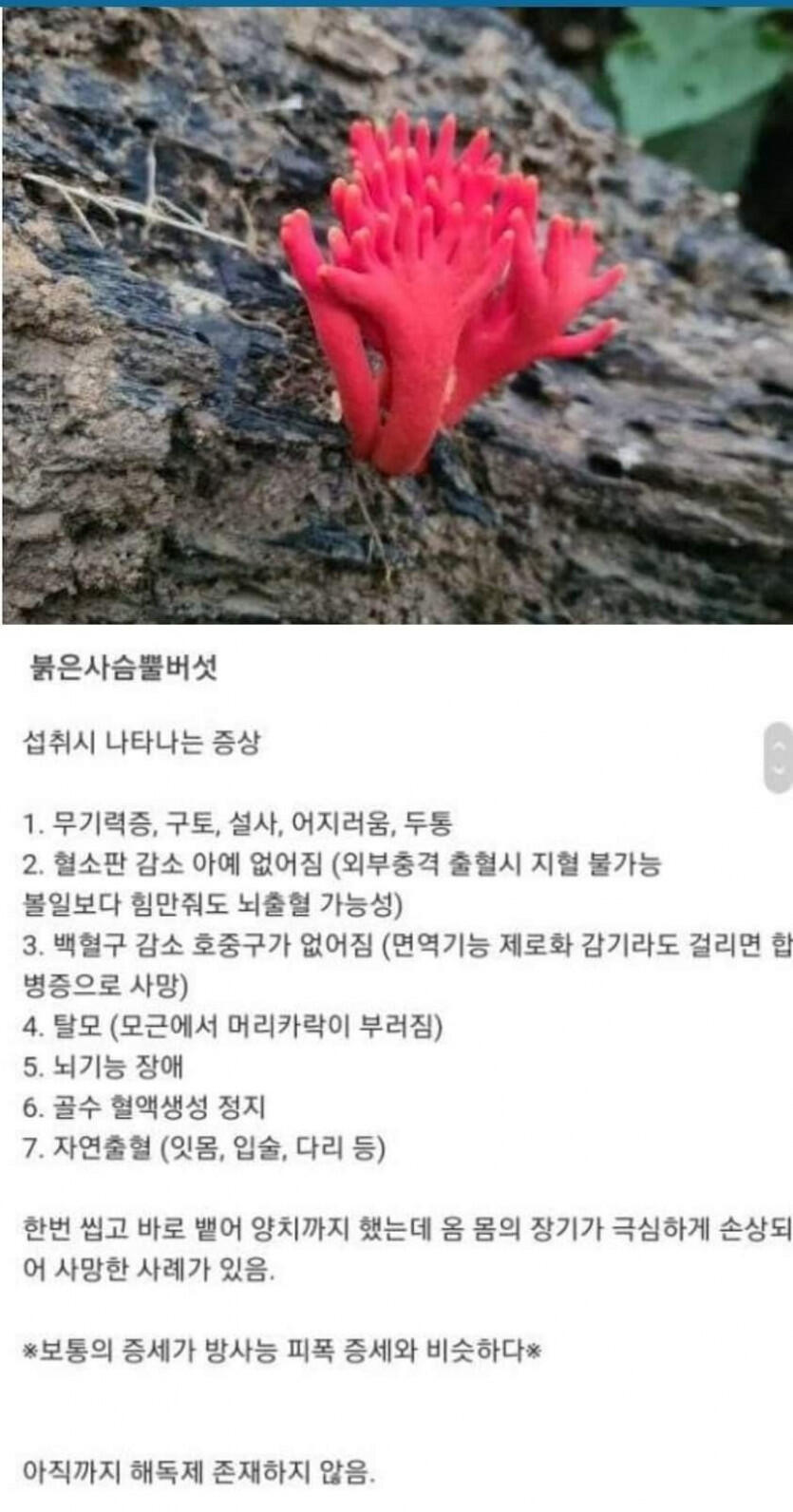 먹으면 안되는 버섯