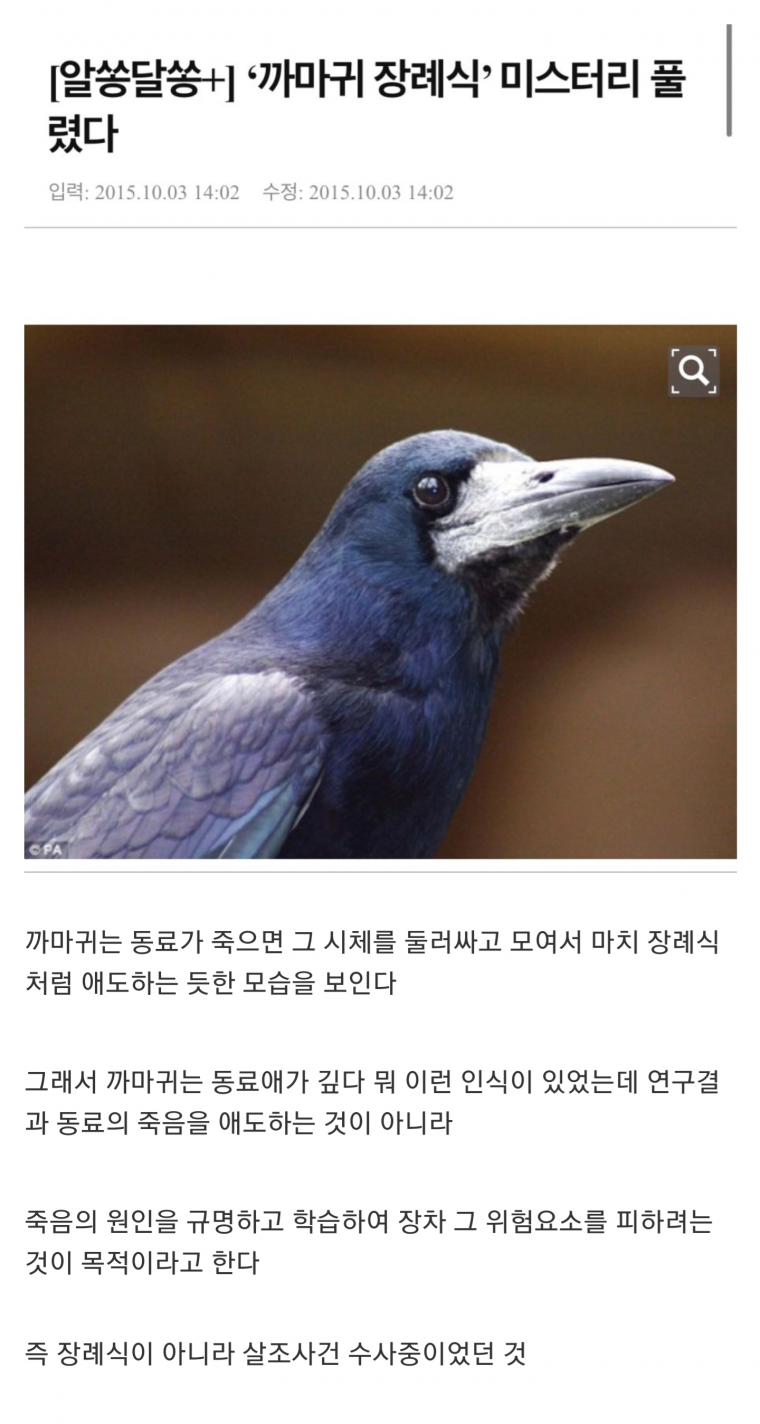 까마귀 장례식의 진실