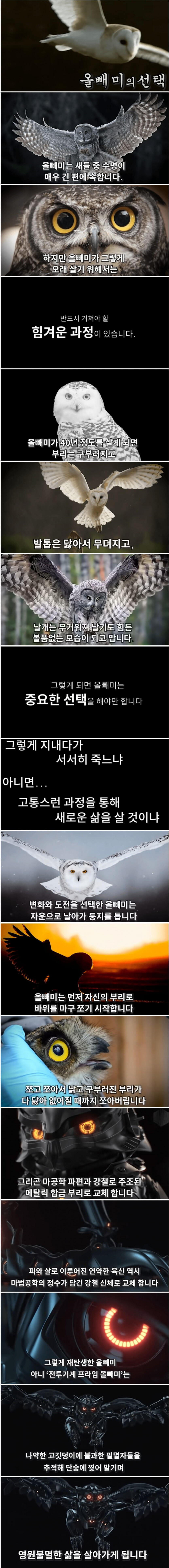 훌쩍훌쩍 올빼미의 선택