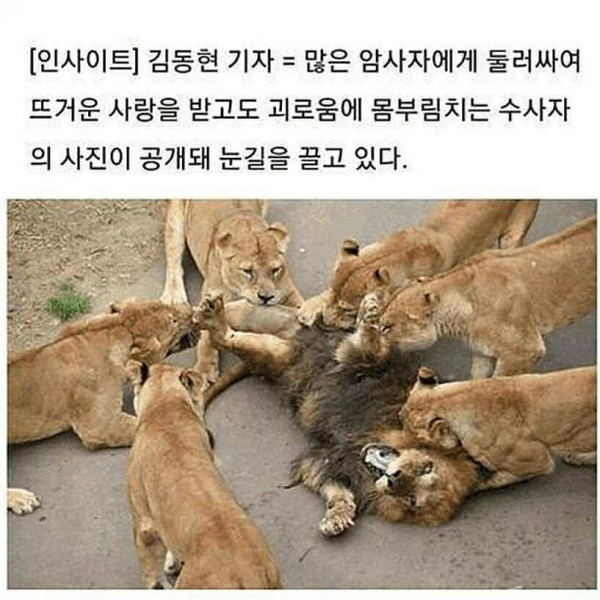 종족 번식..숫사자..