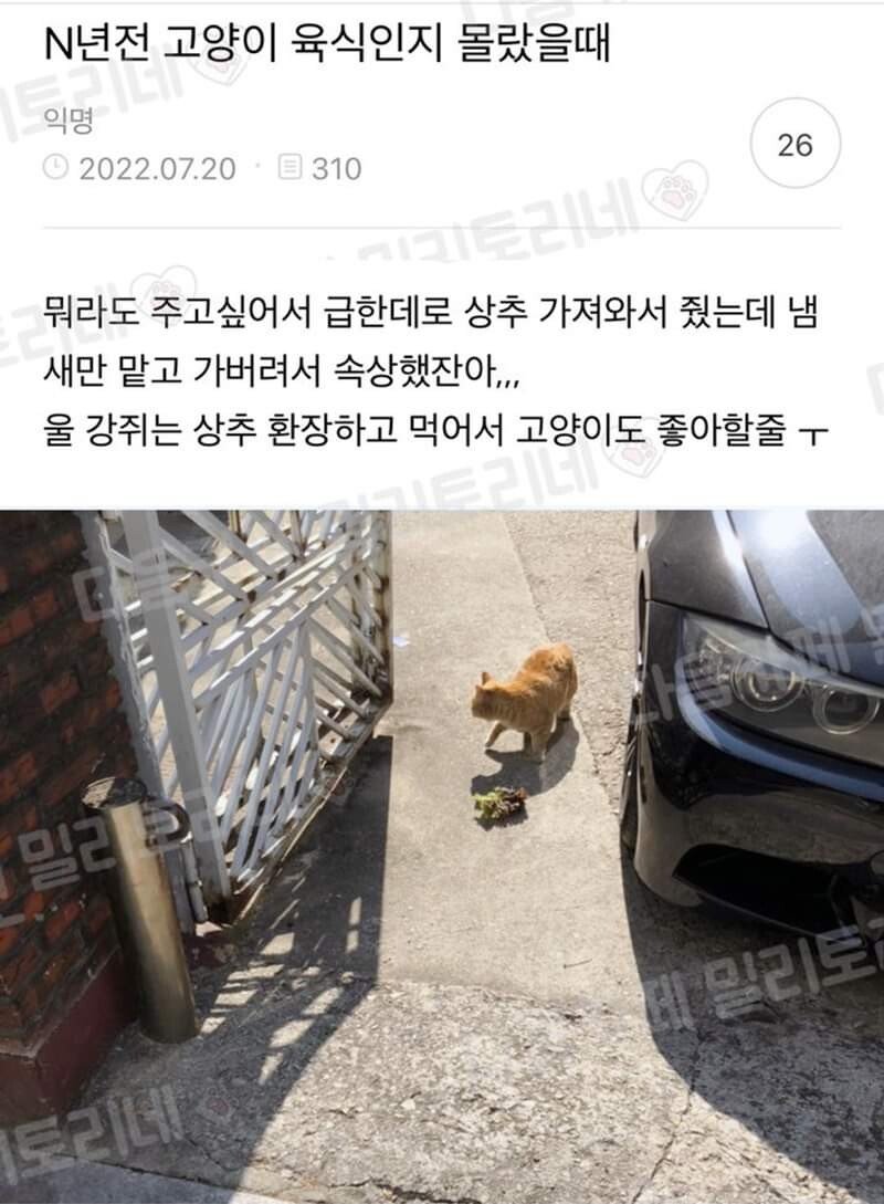 캣맘레전드