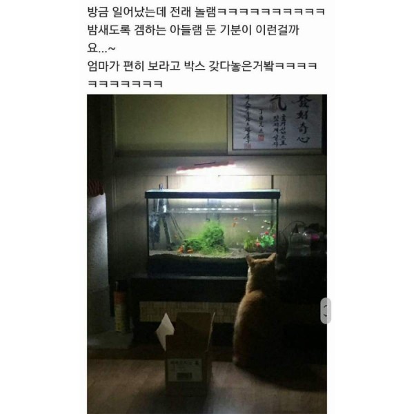 밤 새는 고양이!!!