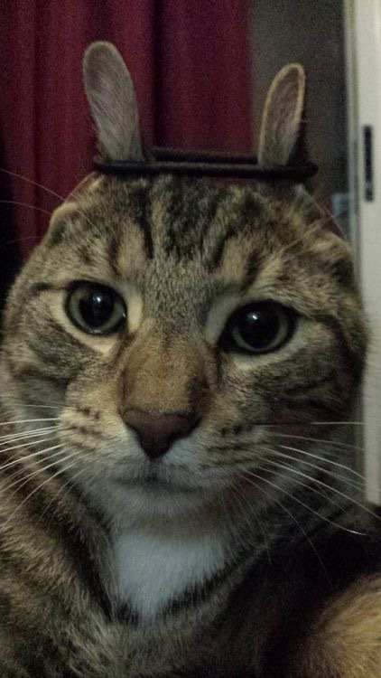 고양이 키우는 집사들이 한번씩 해본다는 것