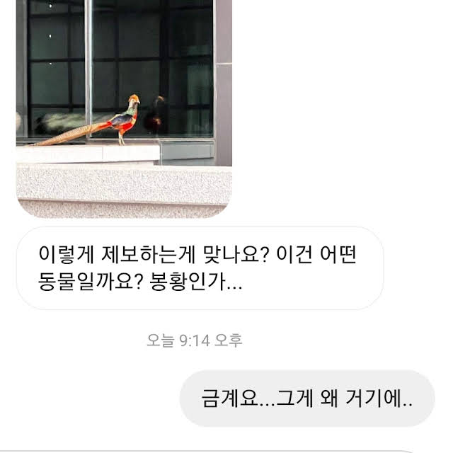 동물전문 유튜버가 받는 인스타 DM