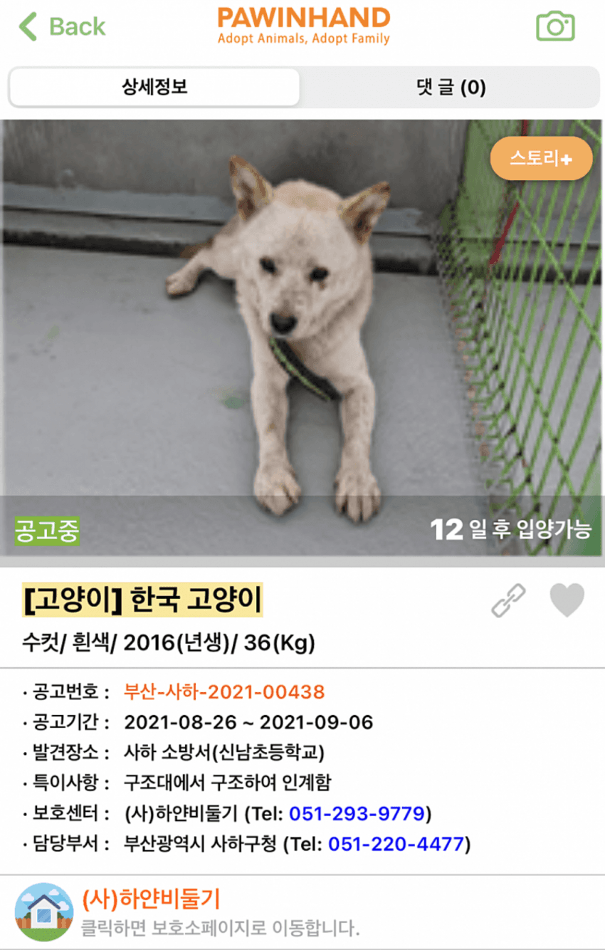 [고양이] 한국 고양이