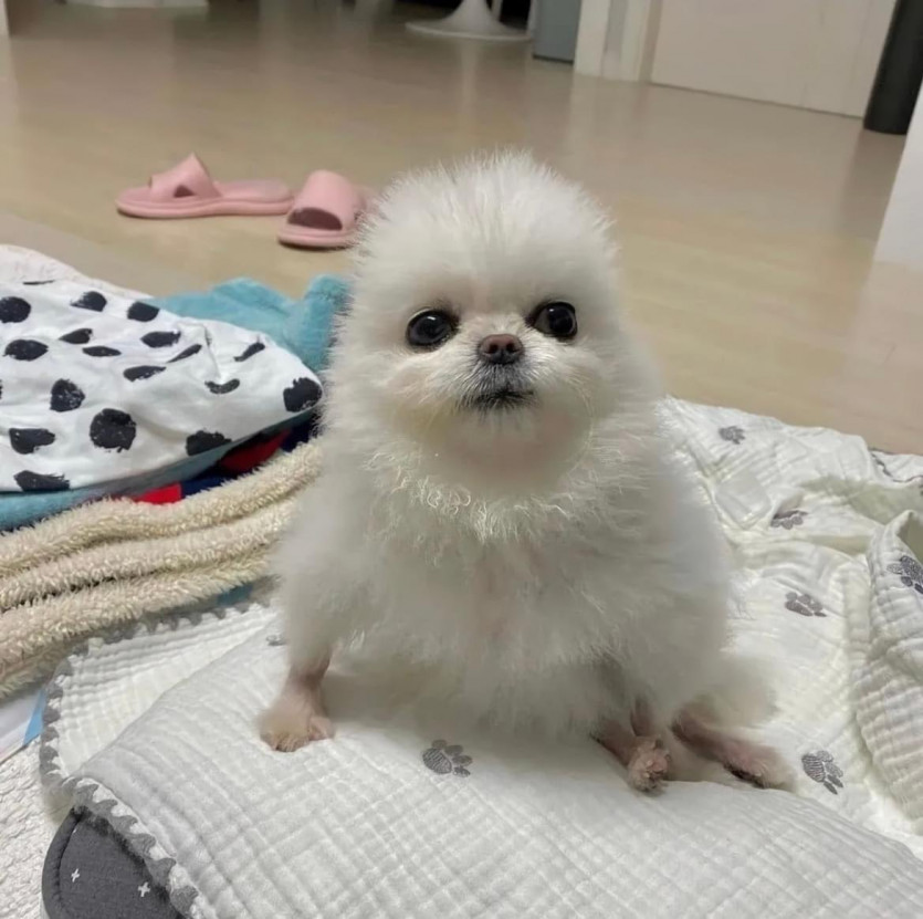 포메가 이상해져간다는 트위터리안