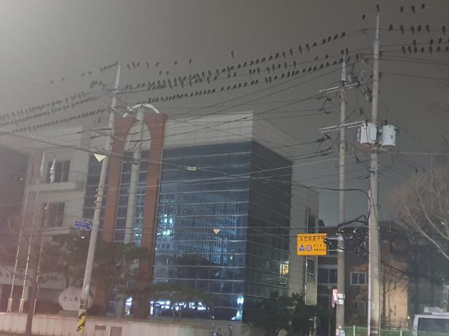 혐) 국내 까마귀 근황 jpg