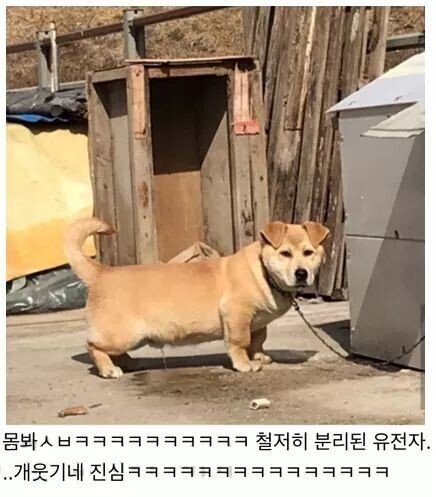 신기하게 생긴 시골 믹스견...JPG