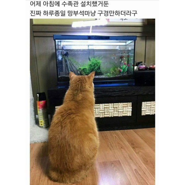 밤 새는 고양이!!!