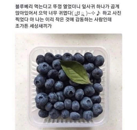 블루베리 먹으려고 뚜껑 열었는데