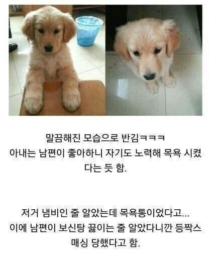 개를 싫어했던 아내