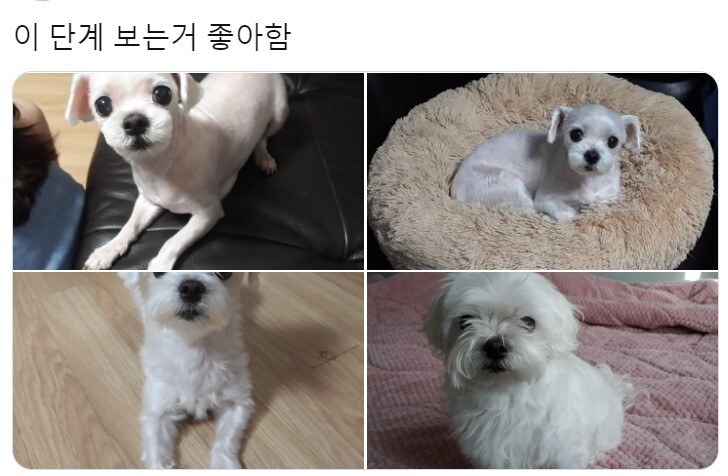 강아지 털 자라는 시기 구분