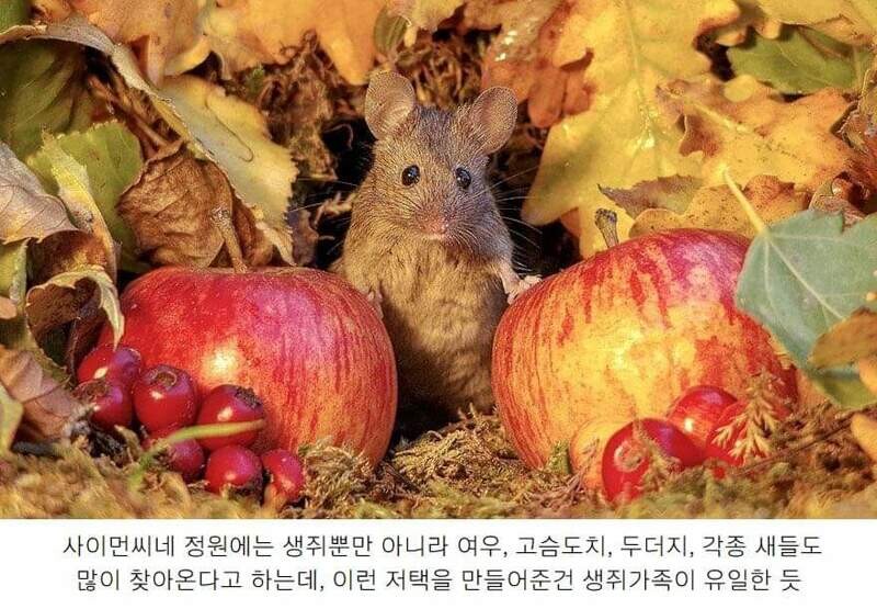 정원에서 쥐를 발견한 남자가 취한 행동