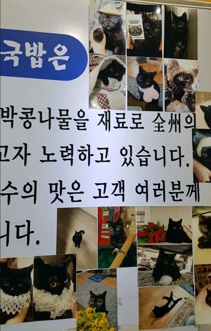 고양이를 너무너무 자랑하고 싶었던 콩나물.