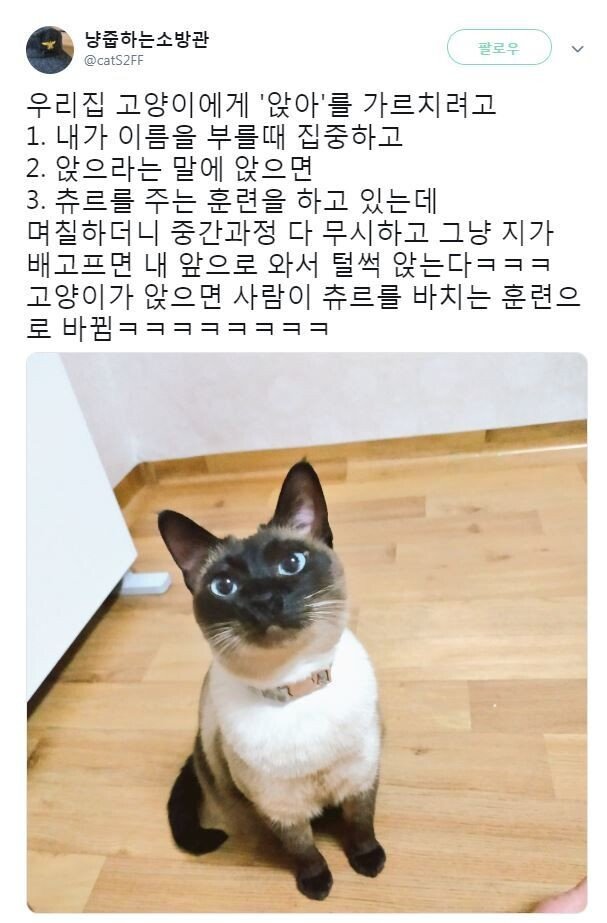 고양이에게 앉아 가르치기