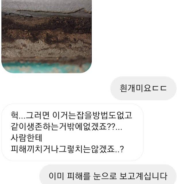 동물전문 유튜버가 받는 인스타 DM