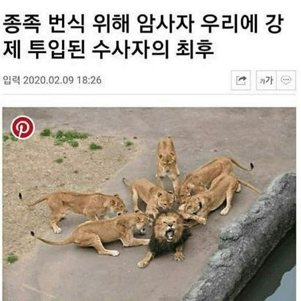 종족 번식..숫사자..