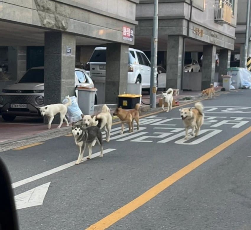 도심속의 들개들 ㄷㄷㄷ
