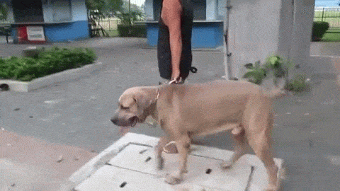 새끼 지키는 고양이