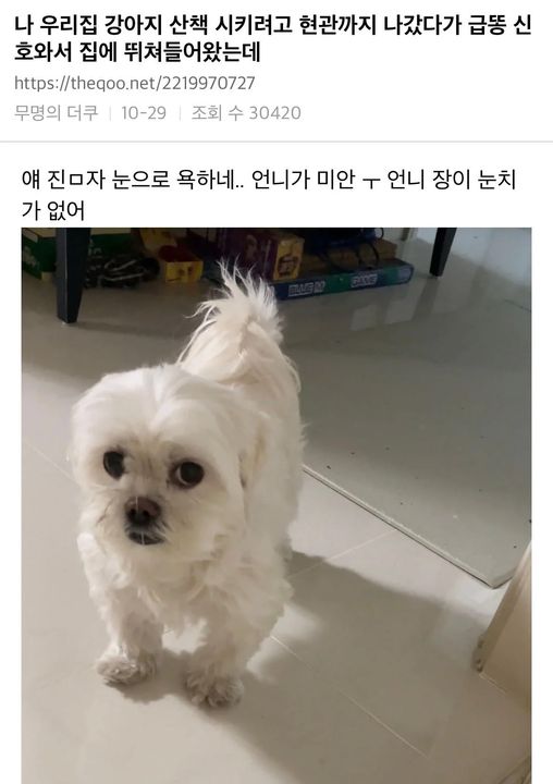 눈으로 욕하는 강아지 ㅋㅋㅋㅋㅋ