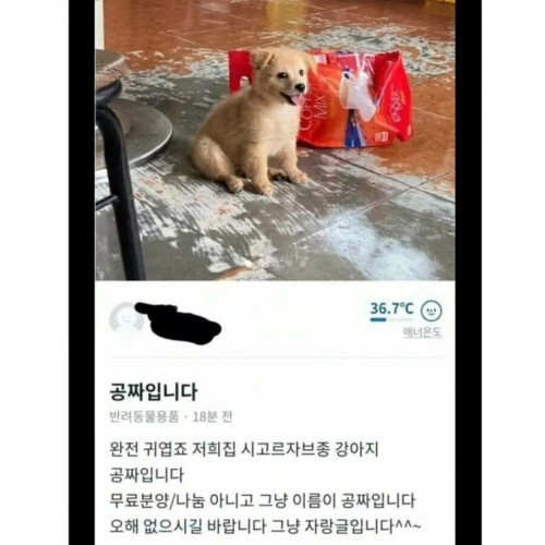 당근 마켓 공짜 강아지