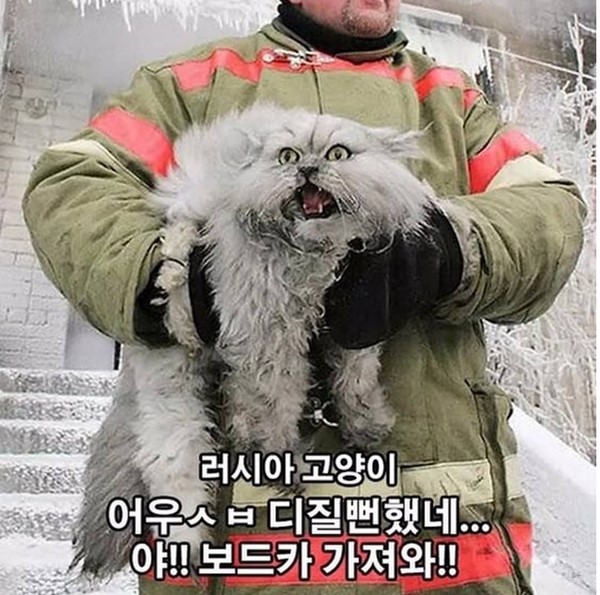 러시아 고양이