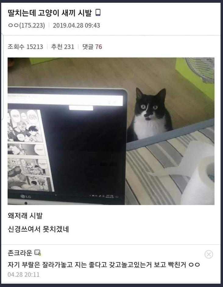 딸치는데 고양이색기 쳐다보네