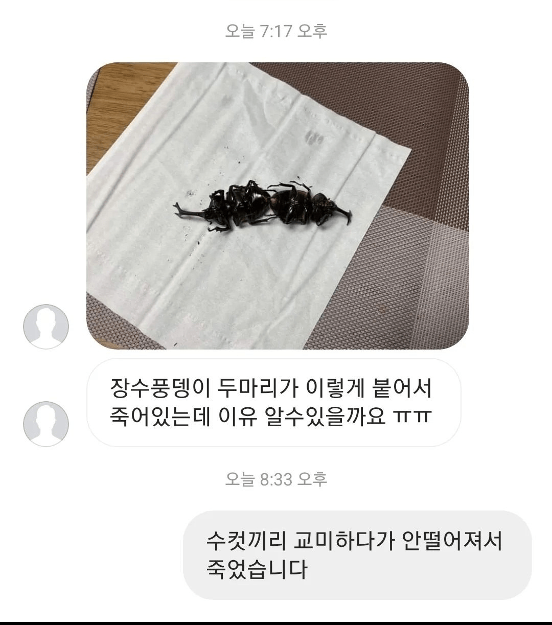 풍뎅이두창