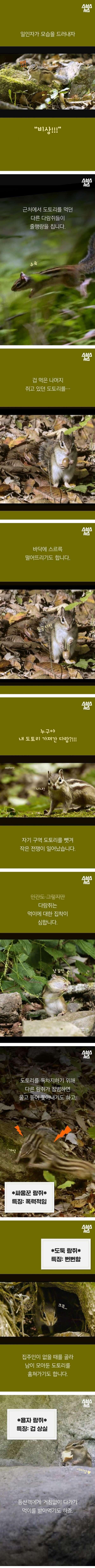 다람쥐의 먹이 집착