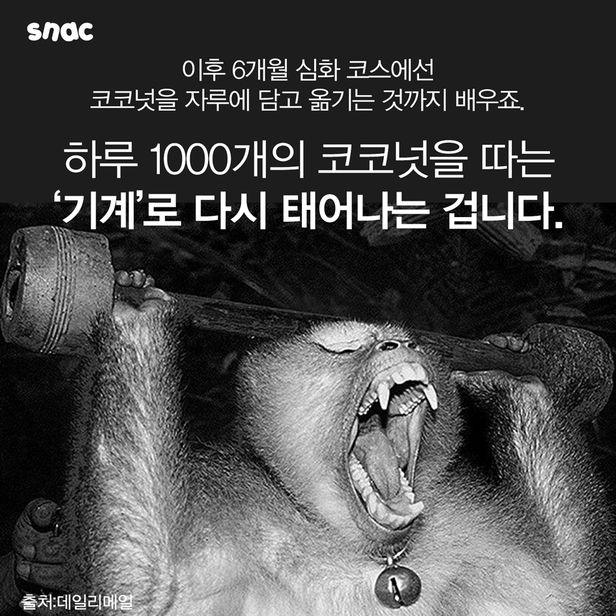 코코넛 원숭이 노예......jpg