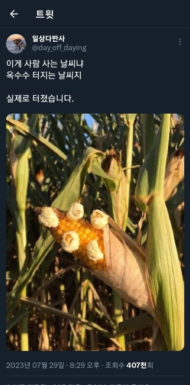 더워서 옥수수터질날씨