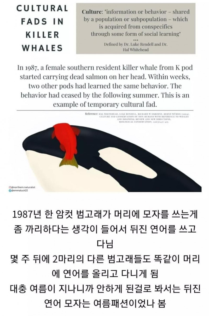 범고래 여름 패션