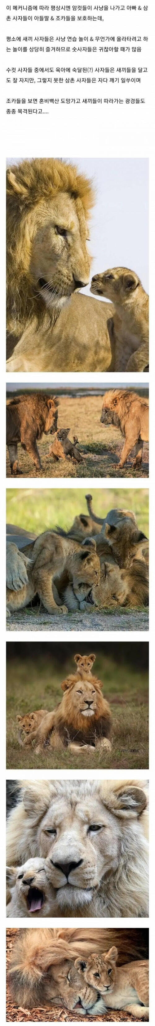 암사자들이 사냥 갔을 때 숫사자의 임무