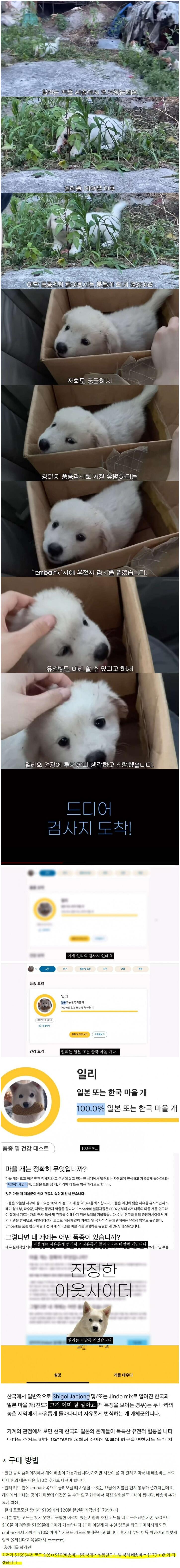 20만원 넘게 주고 100%순종 시고르 자브종 유전 검사