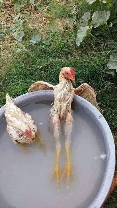 온수 목욕하는 동물들.gifjpg
