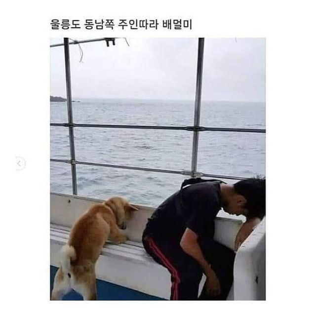 배멀미도 함께