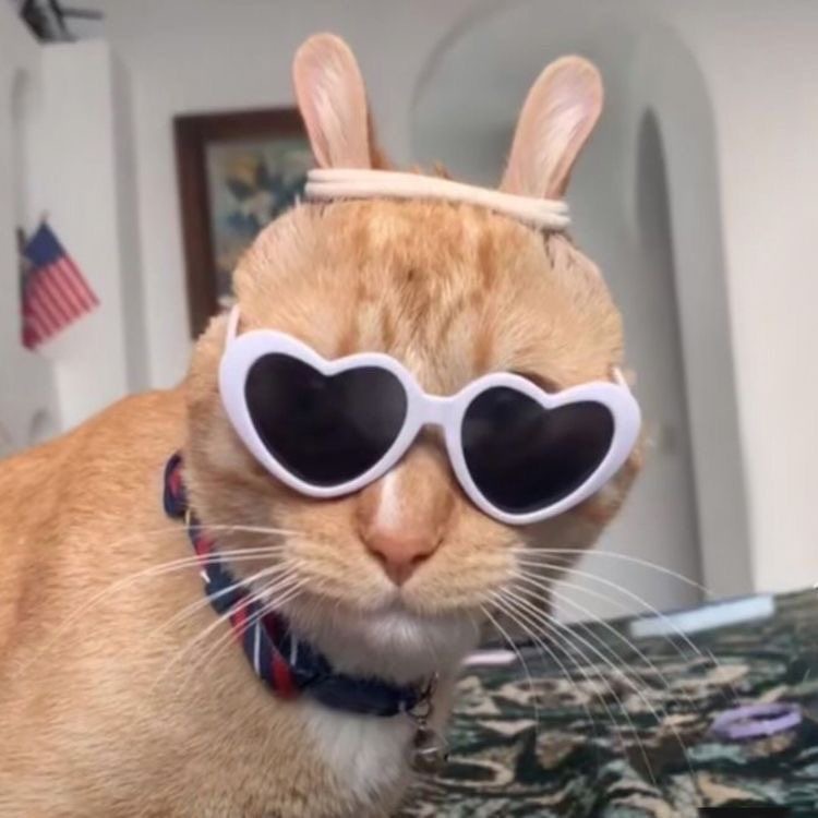 고양이 키우는 집사들이 한번씩 해본다는 것