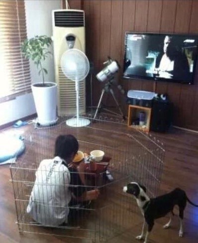 라면 먹을때 댕댕이들.