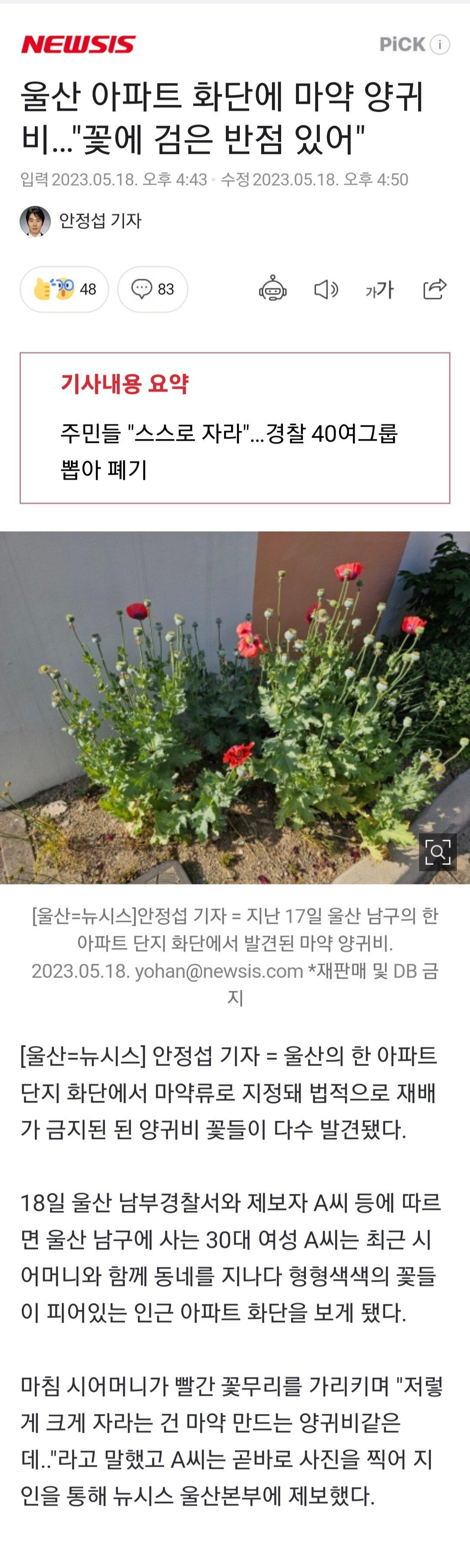 울산 아파트 화단에 마약 양귀비…"꽃에 검은 반점 있어"