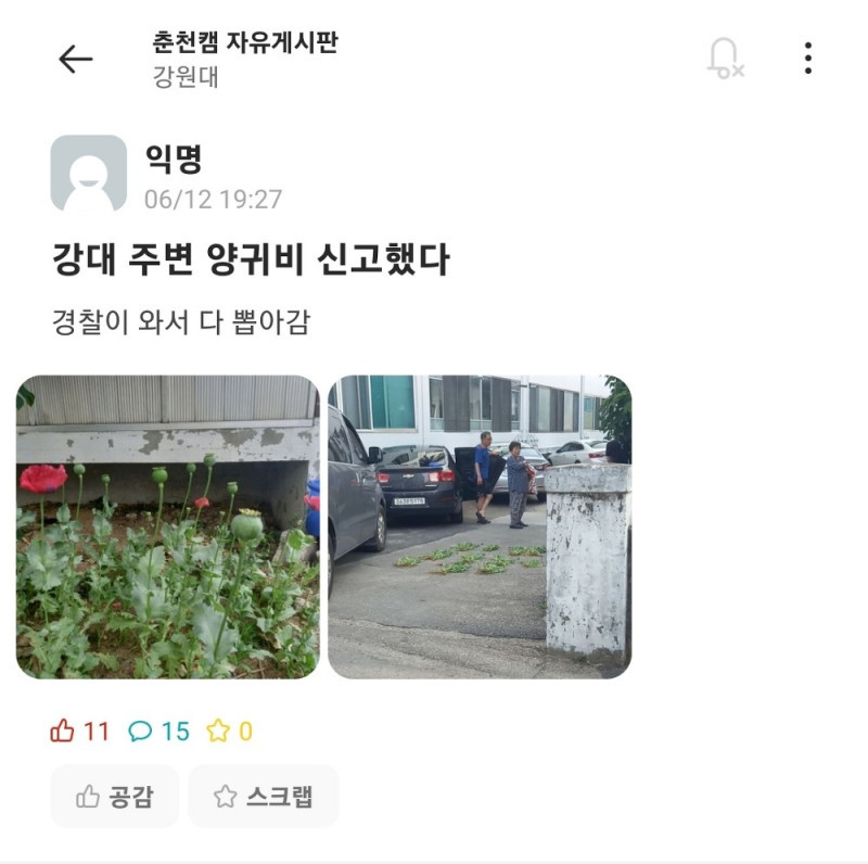 학교에 경찰와서 양귀비 뽑아감