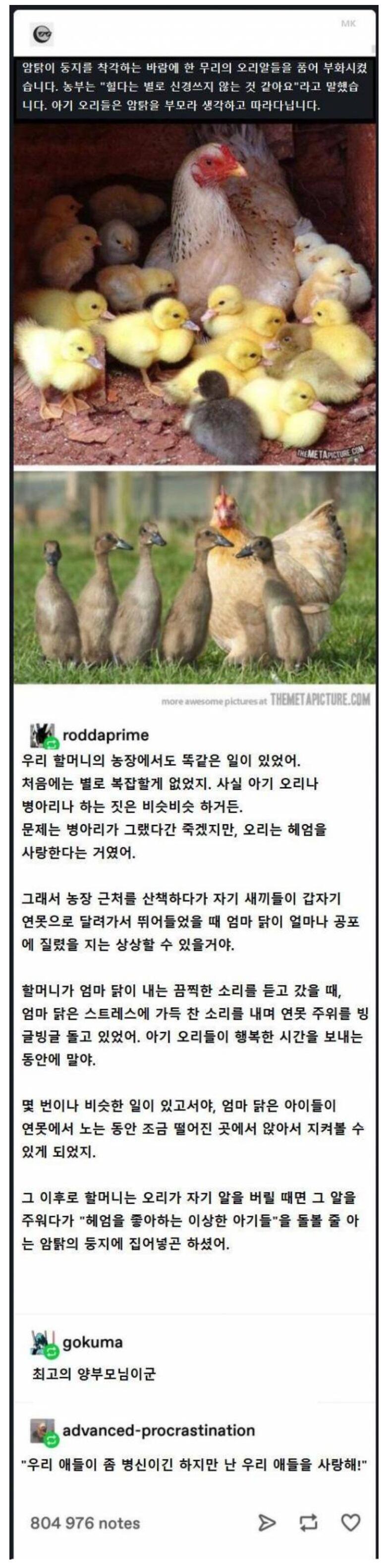 닭이 오리를 길렀을 때 벌어지는 일