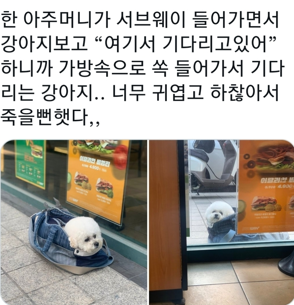 섭웨이 밖에서 주인기다리는 댕댕이
