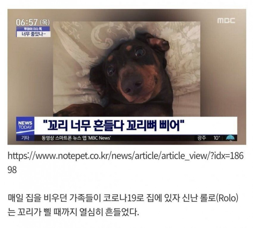 댕댕이가 코로나로 인해 겪는 상황