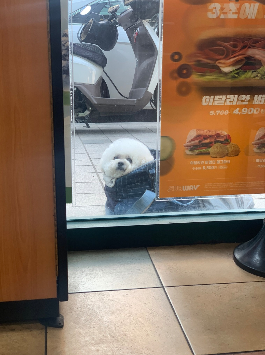 섭웨이 밖에서 주인기다리는 댕댕이