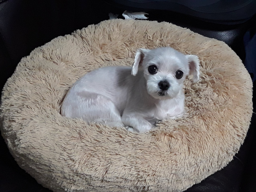 강아지 털 자라는 시기 구분