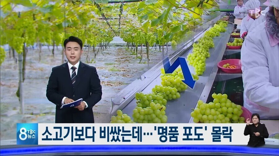소고기보다 비쌌던 샤인머스캣 근황