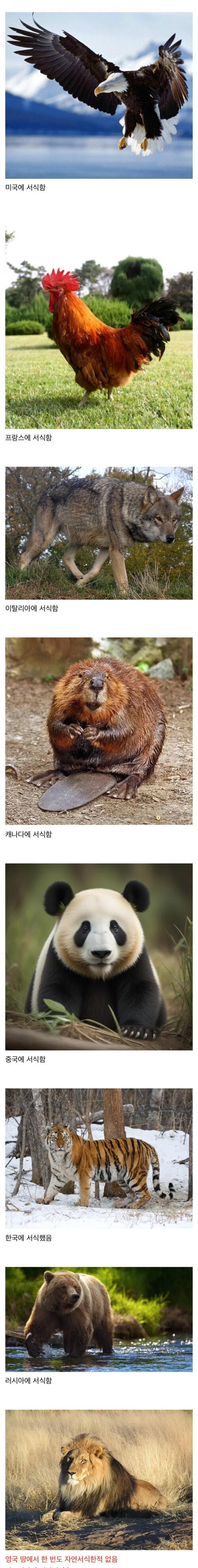 나라별 대표동물들 특징.JPG