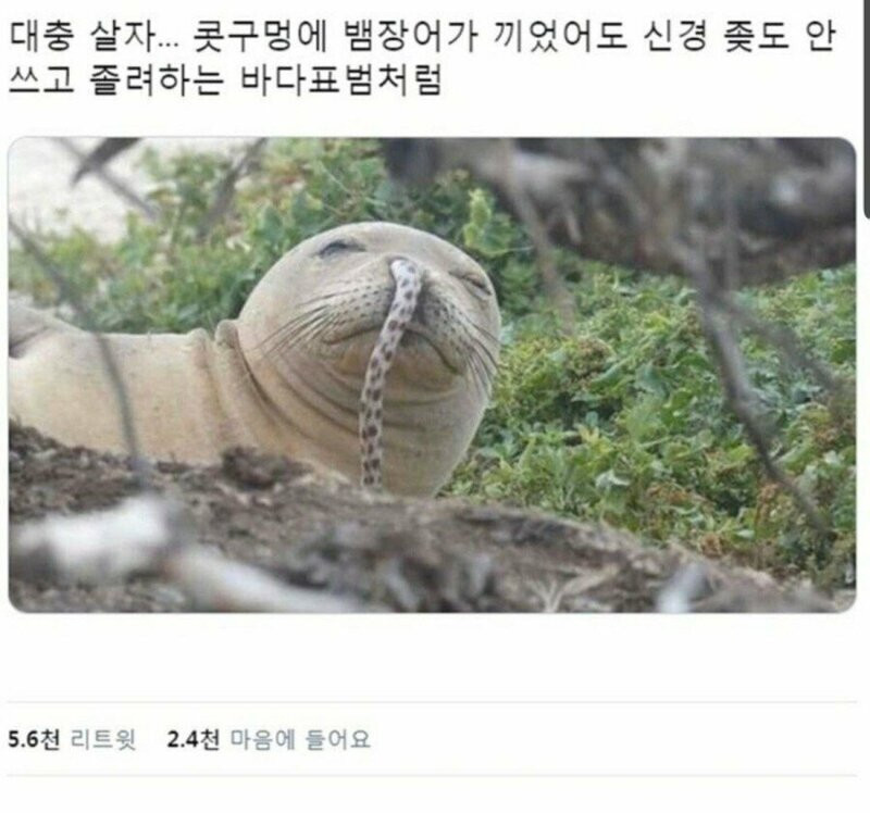 대충 살자... 바다표범처럼